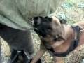 videos de Military working dogs - USFK - Korea  - Air Force - Kusan