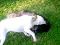 Dog fight - Dogo Argentino and Caucasian Ovcharka