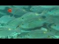 The Dive Centre The Big Fish Aroa Lagoon 01