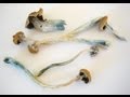 Psilocybin mushrooms