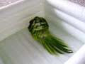 Sun Conure & Quaker Parrot Bath Time Sun Conure & Quaker Parrot Bath Time