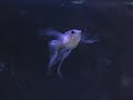 guppies guppies