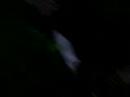 gata corriendo
