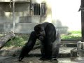 彼は、東山動物園の「シャバーニ」君です。 彼は胸をたたいていたです。 これは、彼らの誇示行動です。 多分、我々を威嚇しているつもりだったのでしょう。 His name is 