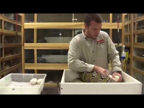 YouTube reptile video