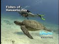 Hawaii Underwater Adventure by Lew Trusty