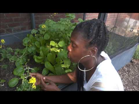 how to harvest bok choy