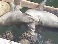 Sea Lions wrestle for wharf turf Sea Lions wrestle for wharf turf