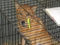hurricane katrina animal rescue