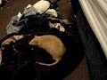 Lefteye rat plays in a towel
