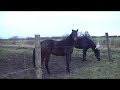 Hest speedy