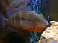 Malawi chiclids [Cichlosoma meeki 