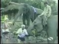 Animals Steal