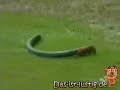 animaux ludo animaux ludo