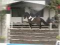 videos de Hopptävling på Ekerö våren 2008