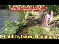 Badespass unserer 3 Hunde Sid, Joy & Suki (2008) - Labrador vom kühlen Grund