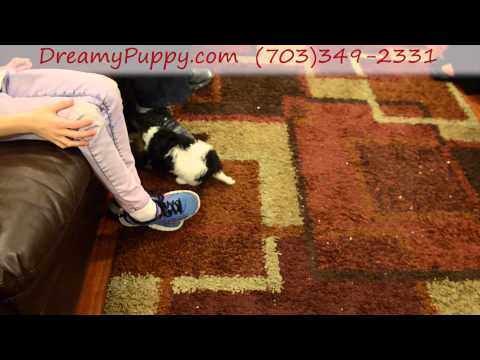 Super Cute Cavachon Girl Puppy!