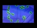 E.Coli Danger In Your Salad