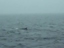 Finback Whales in Tadoussac