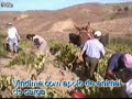 Vindimas em Bemposta - Mogadouro