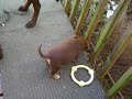 cocoa and pups 11 8 09