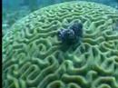 Poking a Brain Coral