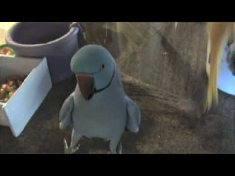 chesawoo - http://www.marnietalk.com Parrot ,an indian ringneck and cockatiel Mr. Pretty bird have a friendly morning chat.