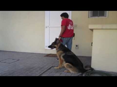 how to train your dog to walk without a leash