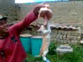 Un día con mi gato Tom.3gp