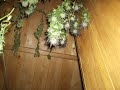 Harvest Cannabis New York City Diesel Harvest Cannabis New York City Diesel