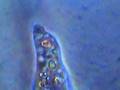 Amoeba Test Amoeba Test