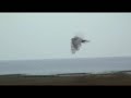 Kites and Harriers hunting -- Elanios y Aguiluchos cazando