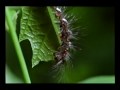 Forest Relaxation, Cider House Rules theme