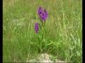 Orchideeën juni.wmv