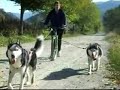 Nilak y Sashi entrenando en BikeJoring