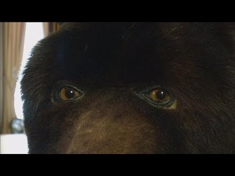 Abraham Poincheval - 2 semaines dans la peau d'un ours, 2014