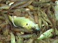 Рыбаки ловят, а мы изучаем, что они ловят.