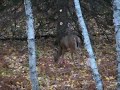 DEER AT TREE STAND BURTON, NB