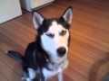 Mishka our husky talking winks to tell me camera is correctly held