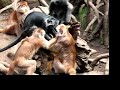 Ebony Langurs at The Bronx Zoo Ebony Langurs at The Bronx Zoo