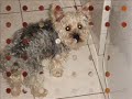 homenagem pro gigio