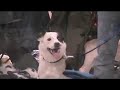 Burnin' Rubber Flyball Team