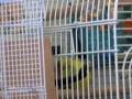 Some-Bird-Yoga-LOL