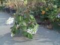 videos de Oakleaf Hydrangea