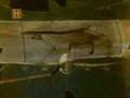 LOCKHEED L-188 ELECTRA