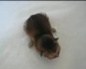 une chatte abyssine et son chaton unique (n� par c�sarienne)