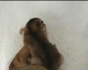 une chatte abyssine et son chaton unique (n� par c�sarienne)