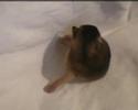 une chatte abyssine et son chaton unique (n� par c�sarienne)