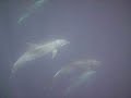 Bottlenose dolphins in the Galapagos Bottlenose dolphins in the Galapagos