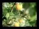 BotaniQ \"Fruit & Gazz\"